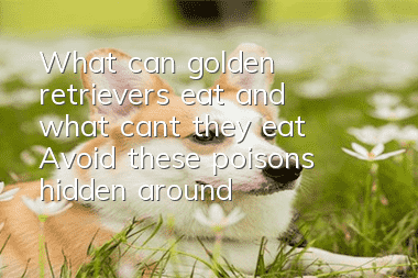What can golden retrievers eat and what can’t they eat? Avoid these poisons hidden around you.
