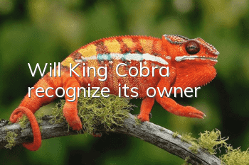 Will King Cobra recognize its owner?