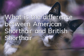 What is the difference between American Shorthair and British Shorthair?
