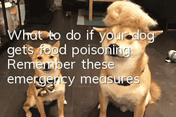 What to do if your dog gets food poisoning? Remember these emergency measures