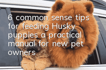 6 common sense tips for feeding Husky puppies, a practical manual for new pet owners