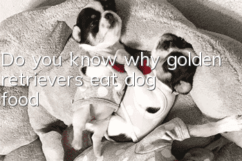 Do you know why golden retrievers eat dog food?