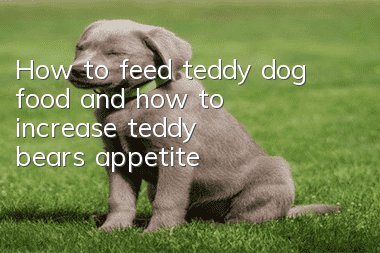 How to feed teddy dog food and how to increase teddy bear’s appetite