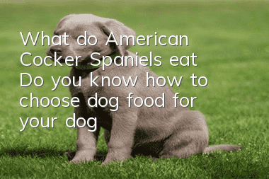 What do American Cocker Spaniels eat? Do you know how to choose dog food for your dog?