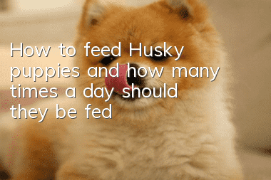 How to feed Husky puppies and how many times a day should they be fed?