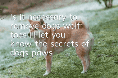 Is it necessary to remove dog’s wolf toes? I’ll let you know the secrets of dog’s paws