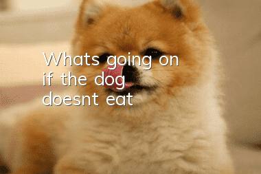What's going on if the dog doesn't eat?