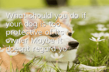 What should you do if your dog is too protective of its owner? Maybe it doesn’t regard you as its owner.