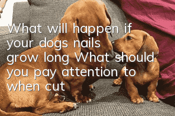 What will happen if your dog’s nails grow long? What should you pay attention to when cutting your dog’s nails?