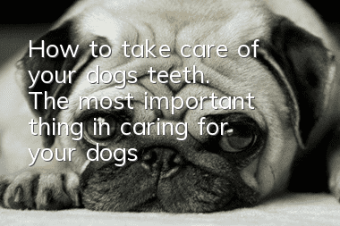 How to take care of your dog’s teeth. The most important thing in caring for your dog’s teeth is persistence.