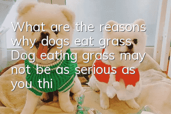 What are the reasons why dogs eat grass? Dog eating grass may not be as serious as you think