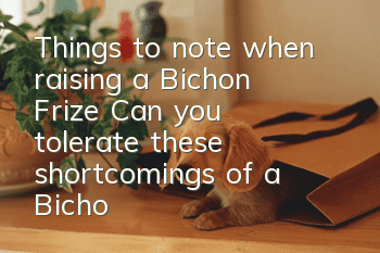 Things to note when raising a Bichon Frize: Can you tolerate these shortcomings of a Bichon Frize?