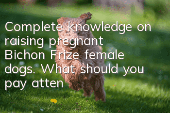 Complete knowledge on raising pregnant Bichon Frize female dogs. What should you pay attention to after giving birth to your dog?