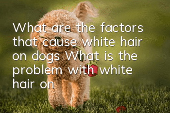 What are the factors that cause white hair on dogs? What is the problem with white hair on dogs?