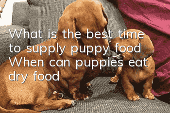 What is the best time to supply puppy food? When can puppies eat dry food?