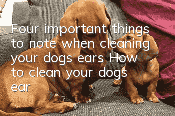 Four important things to note when cleaning your dog’s ears: How to clean your dog’s ears scientifically