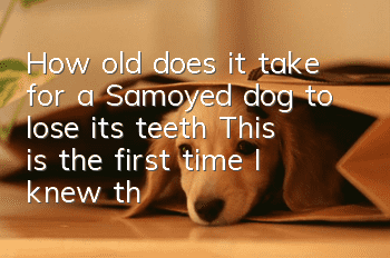 How old does it take for a Samoyed dog to lose its teeth? This is the first time I knew that a Samoyed dog also loses its teeth!