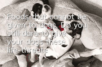 Foods that cannot be given to dogs. Do you still dare to give your dogs these life-threatening foods?