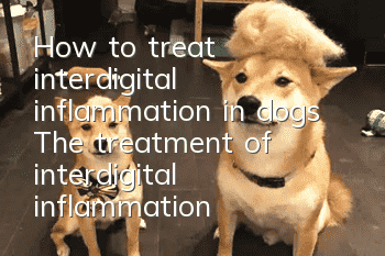 How to treat interdigital inflammation in dogs? The treatment of interdigital inflammation must not be ignored!