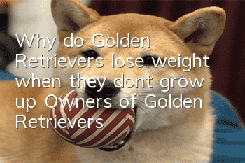 Why do Golden Retrievers lose weight when they don’t grow up? Owners of Golden Retrievers need to pay attention to whether their Golden Retrievers will grow up.