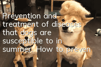 Prevention and treatment of diseases that dogs are susceptible to in summer. How to prevent and treat diseases that are common in dogs in summer more effectively