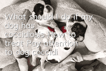 What should I do if my dog has coccidiosis? How to treat? Pay attention to dog coccidiosis as soon as possible