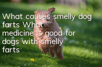 What causes smelly dog farts? What medicine is good for dogs with smelly farts?