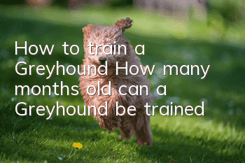 How to train a Greyhound? How many months old can a Greyhound be trained?