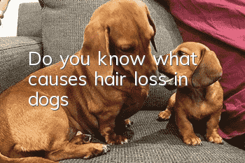 Do you know what causes hair loss in dogs?