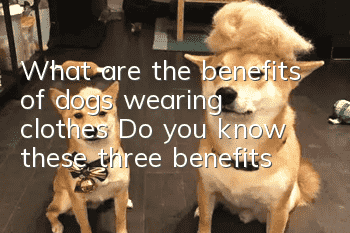 What are the benefits of dogs wearing clothes? Do you know these three benefits?