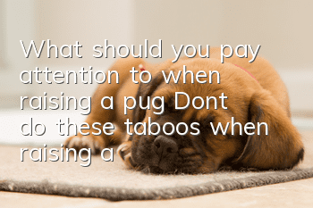 What should you pay attention to when raising a pug? Don’t do these taboos when raising a pug!