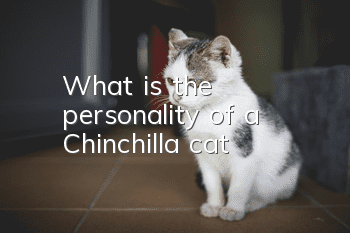 What is the personality of a Chinchilla cat?