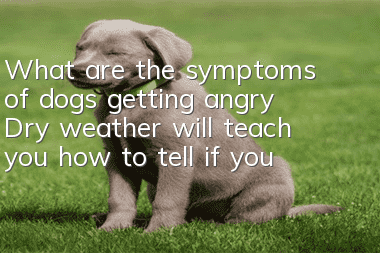 What are the symptoms of dogs getting angry? Dry weather will teach you how to tell if your dog is getting angry.