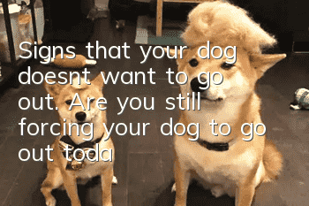 Signs that your dog doesn’t want to go out. Are you still forcing your dog to go out today?