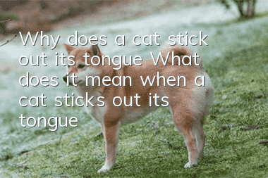 Why does a cat stick out its tongue? What does it mean when a cat sticks out its tongue?