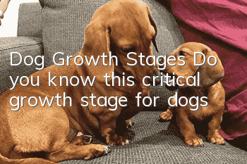 Dog Growth Stages Do you know this critical growth stage for dogs?
