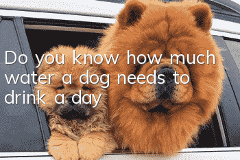 Do you know how much water a dog needs to drink a day?
