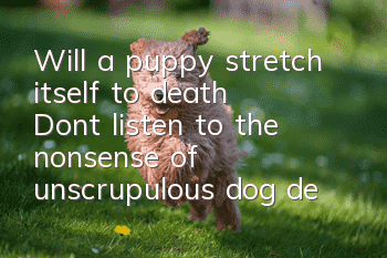 Will a puppy stretch itself to death? Don’t listen to the nonsense of unscrupulous dog dealers!