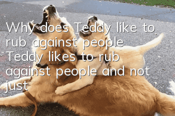 Why does Teddy like to rub against people? Teddy likes to rub against people and not just do embarrassing things!
