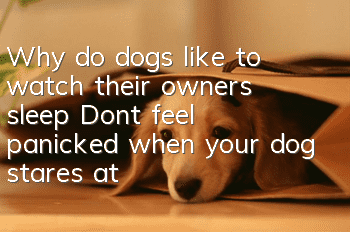Why do dogs like to watch their owners sleep? Don’t feel panicked when your dog stares at you while you sleep!