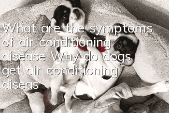 What are the symptoms of air conditioning disease? Why do dogs get air conditioning disease?