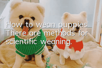 How to wean puppies? There are methods for scientific weaning.