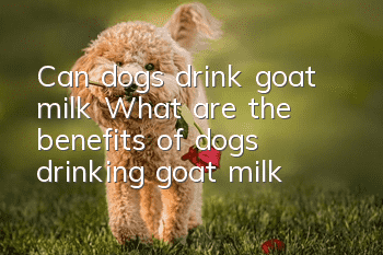 Can dogs drink goat milk? What are the benefits of dogs drinking goat milk?