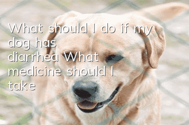 What should I do if my dog ​​has diarrhea? What medicine should I take?
