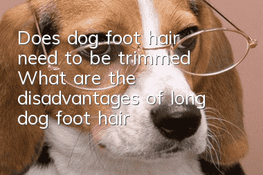 Does dog foot hair need to be trimmed? What are the disadvantages of long dog foot hair?