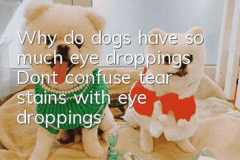Why do dogs have so much eye droppings? Don’t confuse tear stains with eye droppings