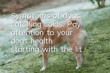 Symptoms of dogs catching colds. Pay attention to your dog’s health starting with the little things
