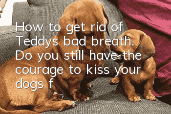 How to get rid of Teddy’s bad breath. Do you still have the courage to kiss your dog’s face?