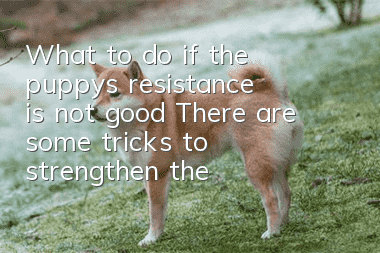What to do if the puppy’s resistance is not good? There are some tricks to strengthen the resistance