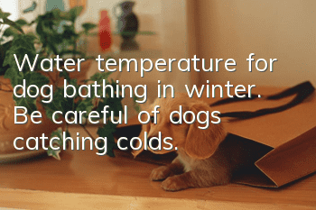 Water temperature for dog bathing in winter. Be careful of dogs catching colds.